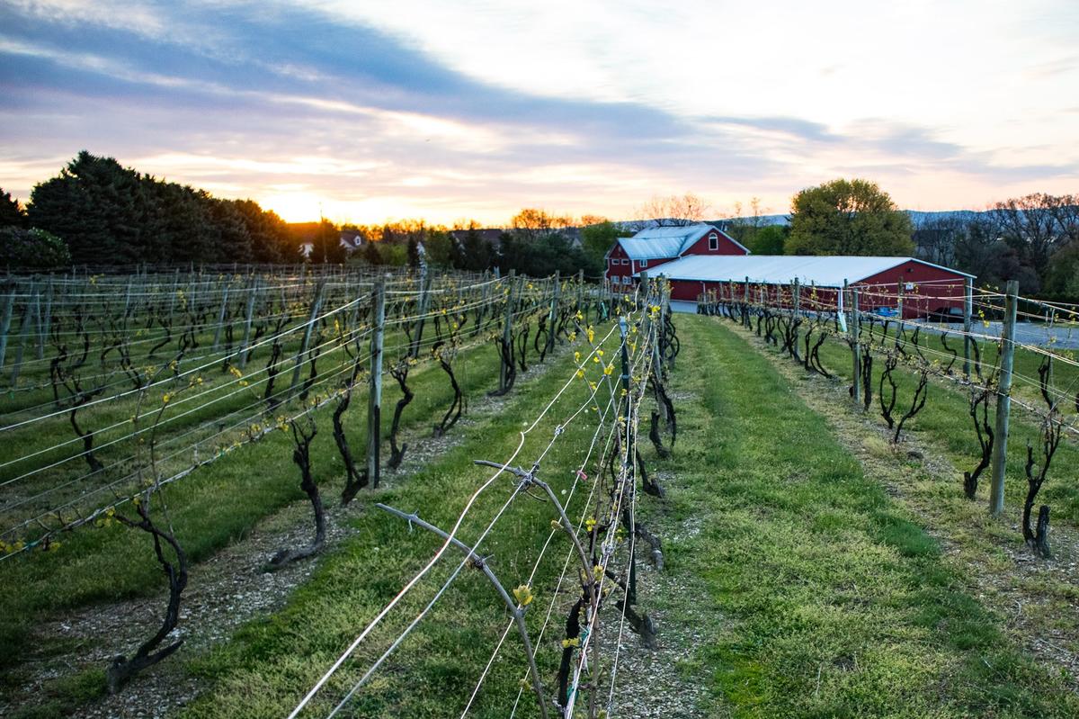 Vynecrest Vineyards & Winery