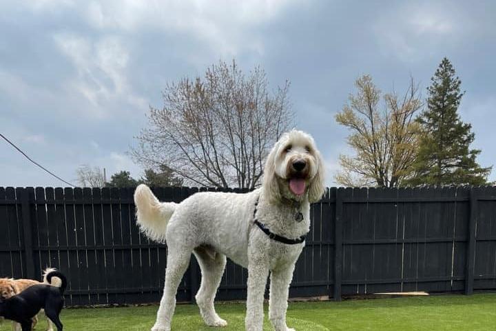 Hamburg Dog Park Weather