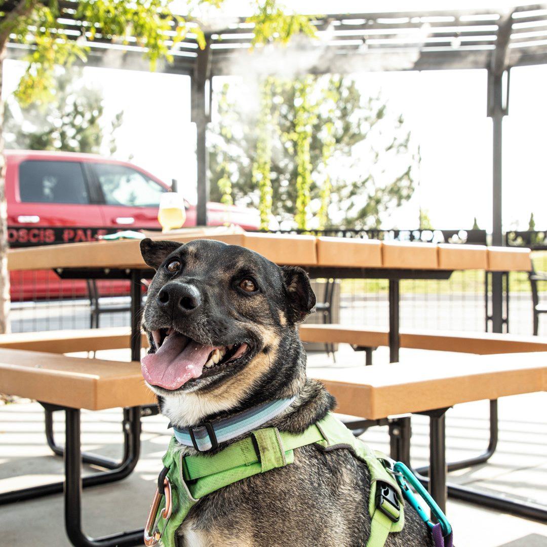Pet Friendly 4 Noses Brewing Company