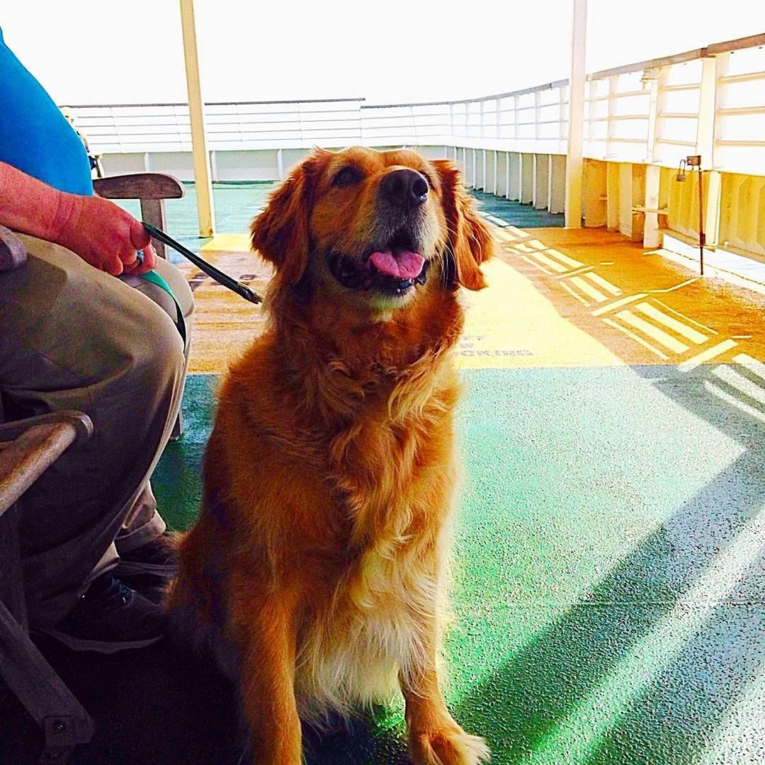 Pet Friendly Cape May Lewes Ferry