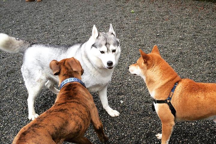 Pet Friendly Dog Park at Plymouth Pillars Park