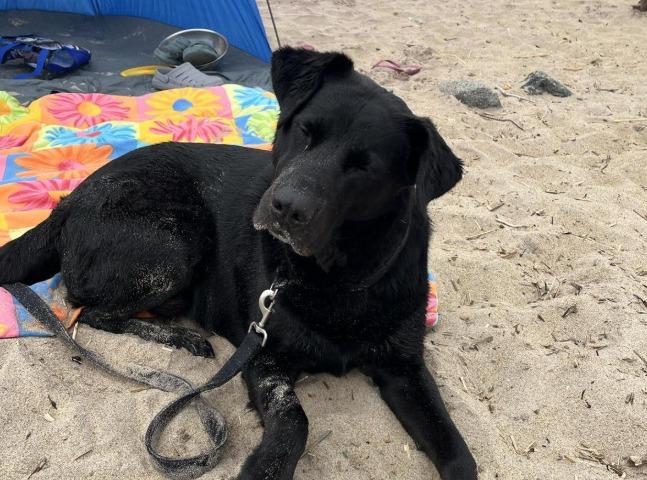 Pet Friendly Salisbury Beach State Reservation