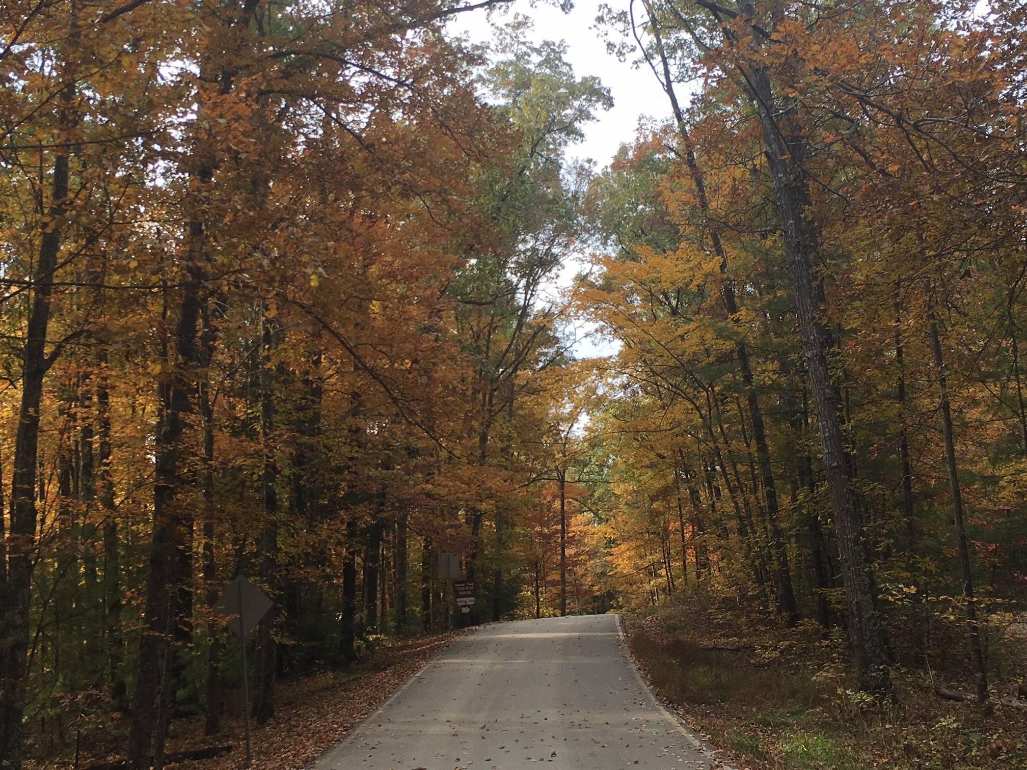 Pet Friendly Red River Gorge Scenic Byway