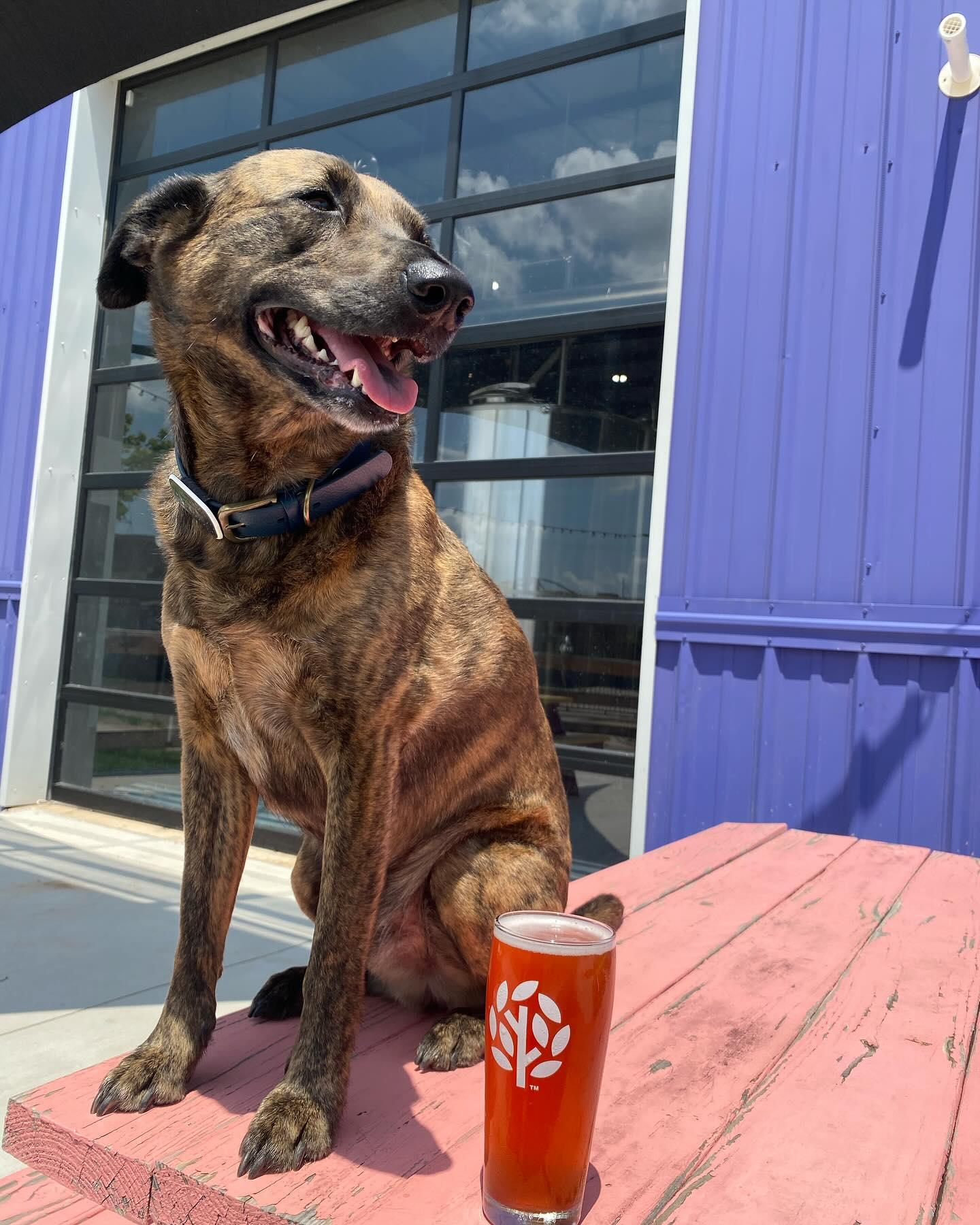 Pet Friendly Lively Beerworks