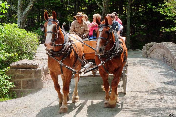 Pet Friendly Wildwood Stables Carriage Tours