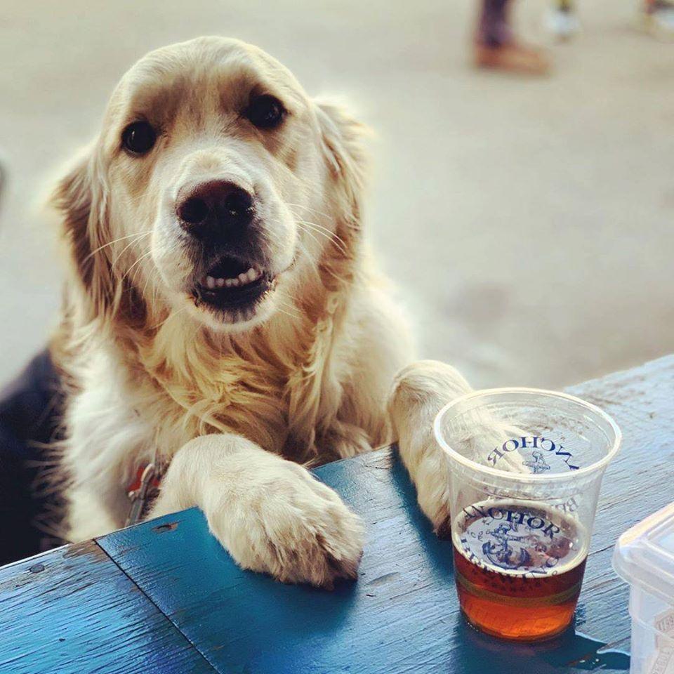 Pet Friendly Anchor Brewing Company