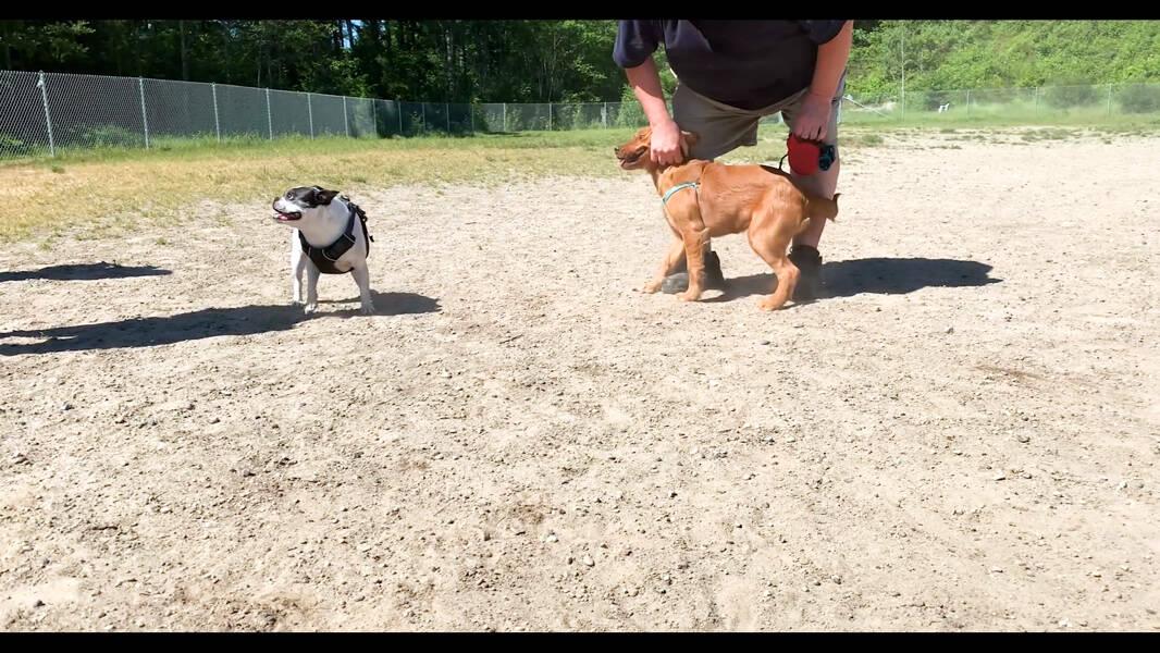Dog Friendly Activities In Gig Harbor Wa Bringfido
