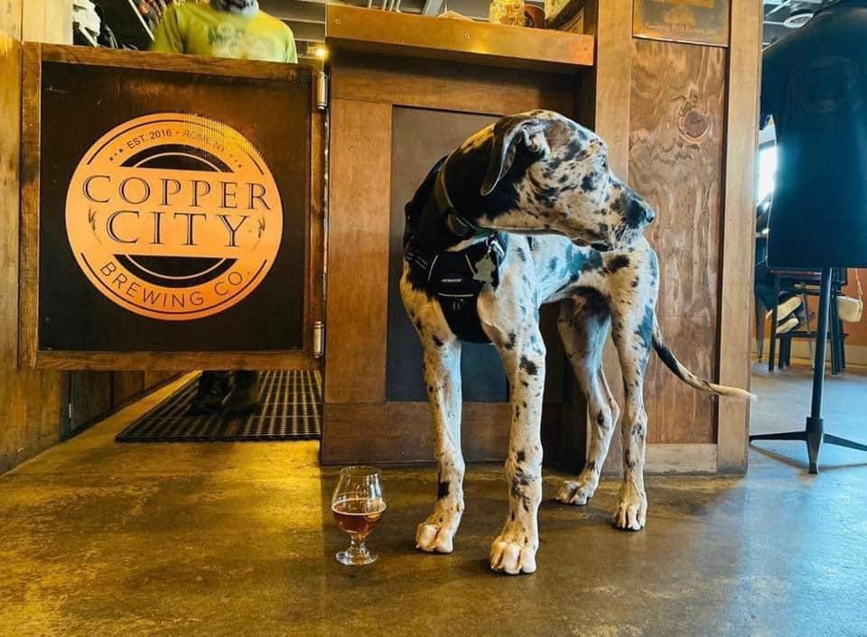 Pet Friendly Copper City Brewing Company