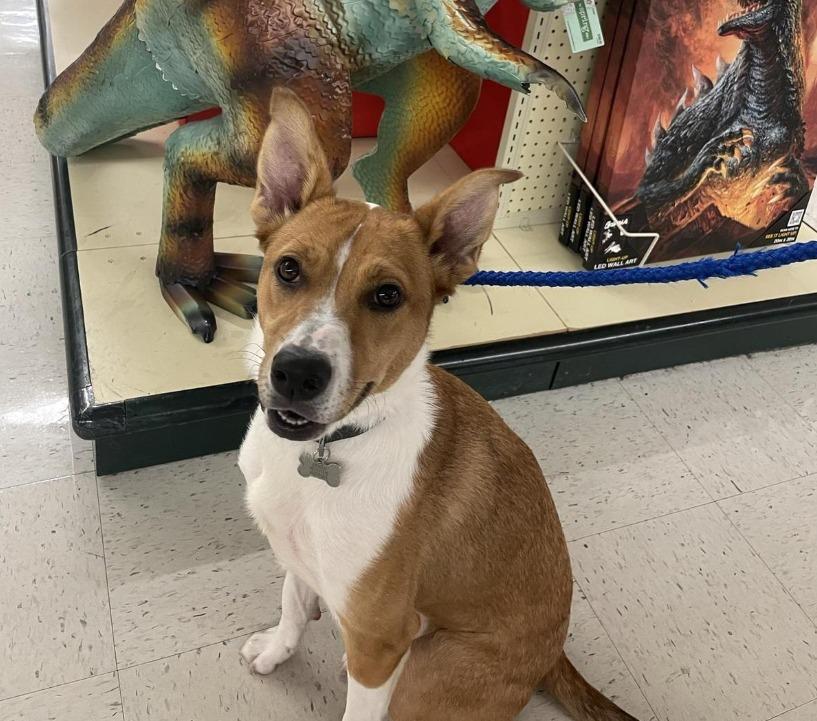 Pet Friendly Hobby Lobby Apopka