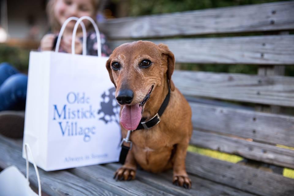 Dog Friendly Shopping in Westerly RI BringFido