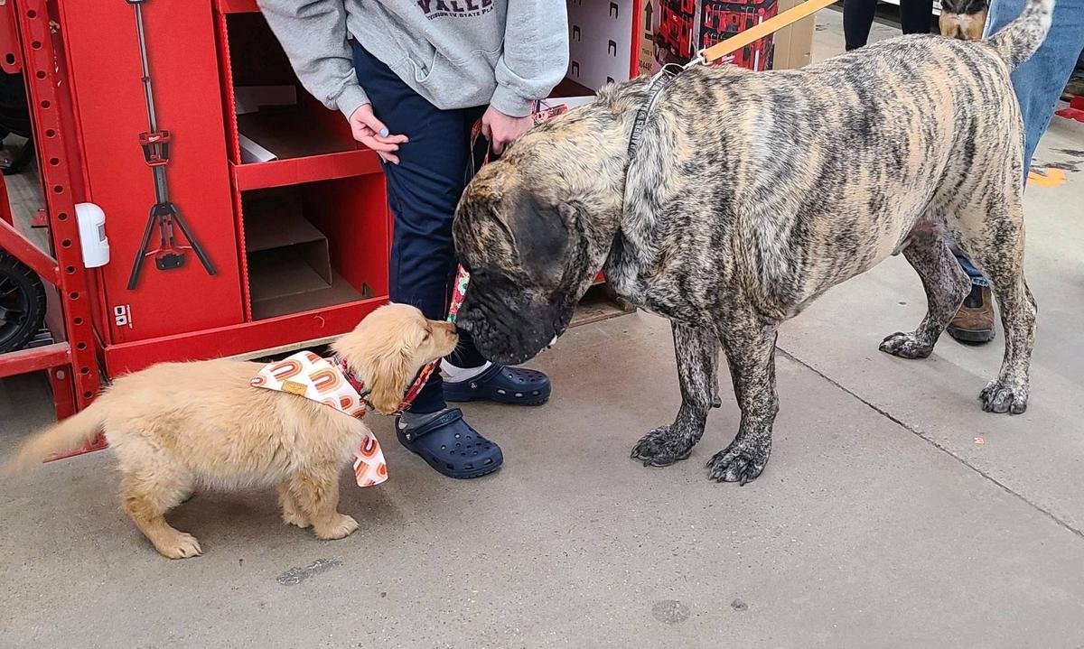 Rural king dog store