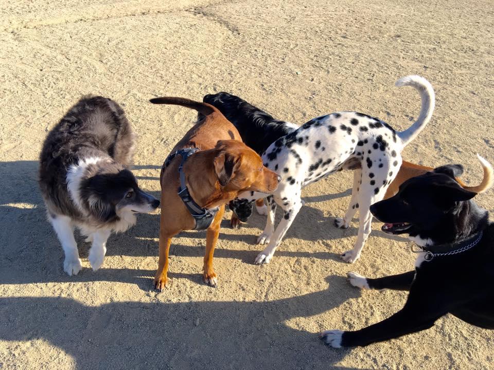 Pet Friendly Sutter's Landing Dog Park