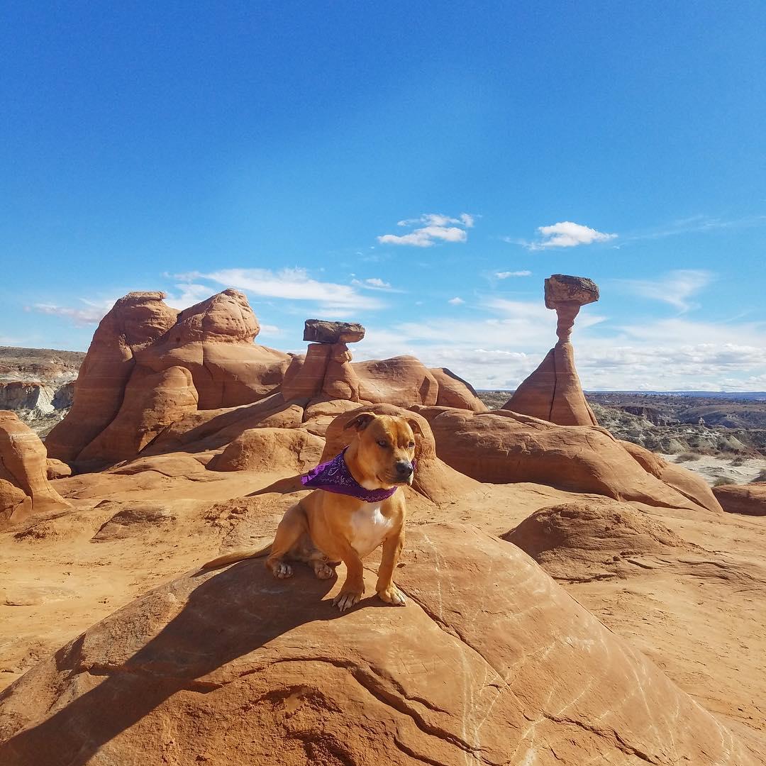Dog Friendly Hiking Trails in Kanab, UT BringFido