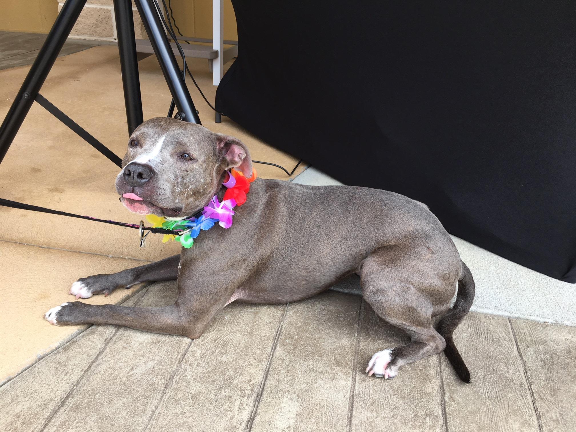 Pet Friendly Tanger Rehoboth Beach - Seaside