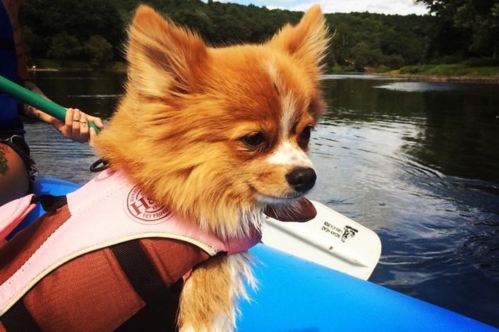 Pet Friendly Indian Head Canoeing