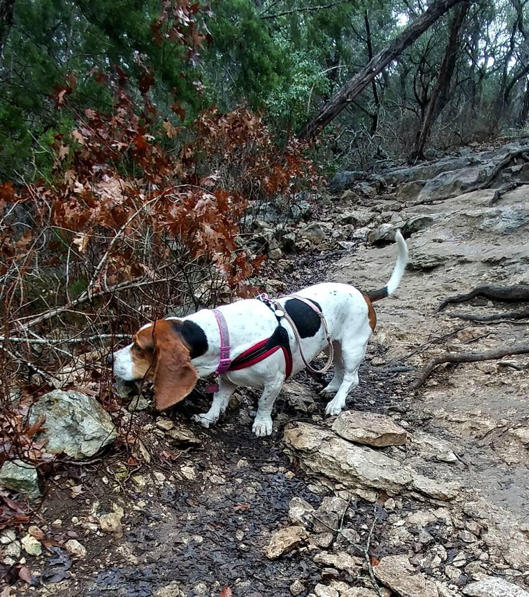 are dogs allowed at eisenhower park san antonio