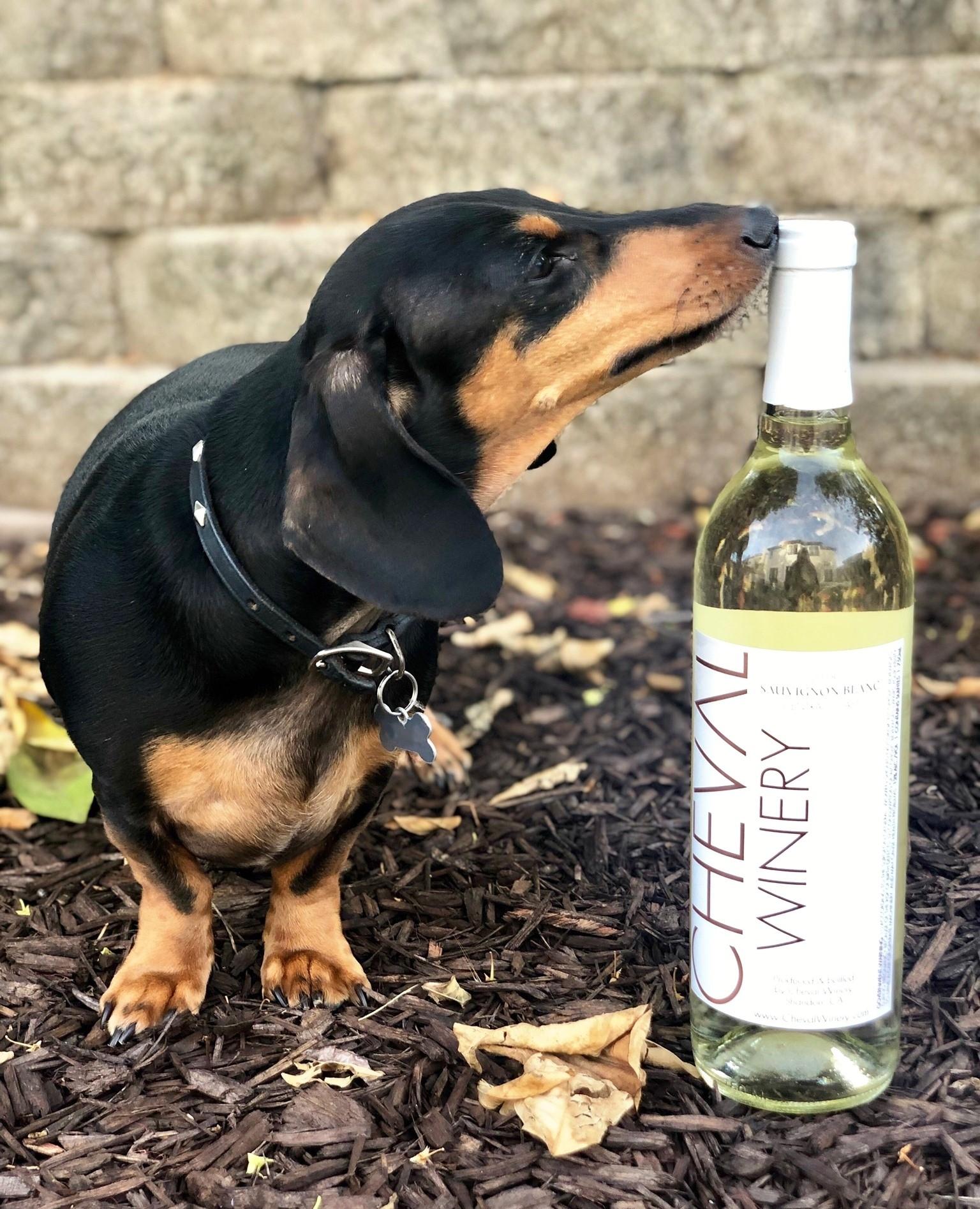 Pet Friendly Cheval Winery