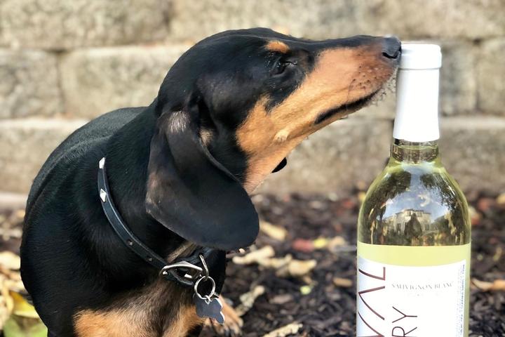 Pet Friendly Cheval Winery