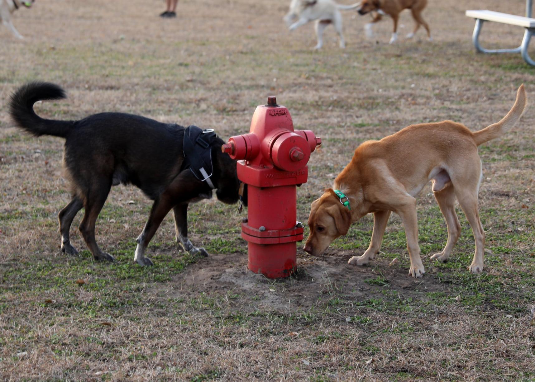 Pet Friendly Off-Leash Dog Park at Roosevelt Park