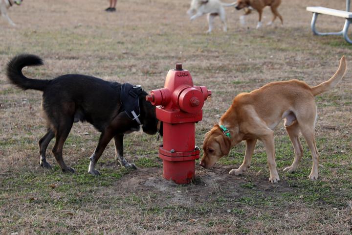Pet Friendly Off-Leash Dog Park