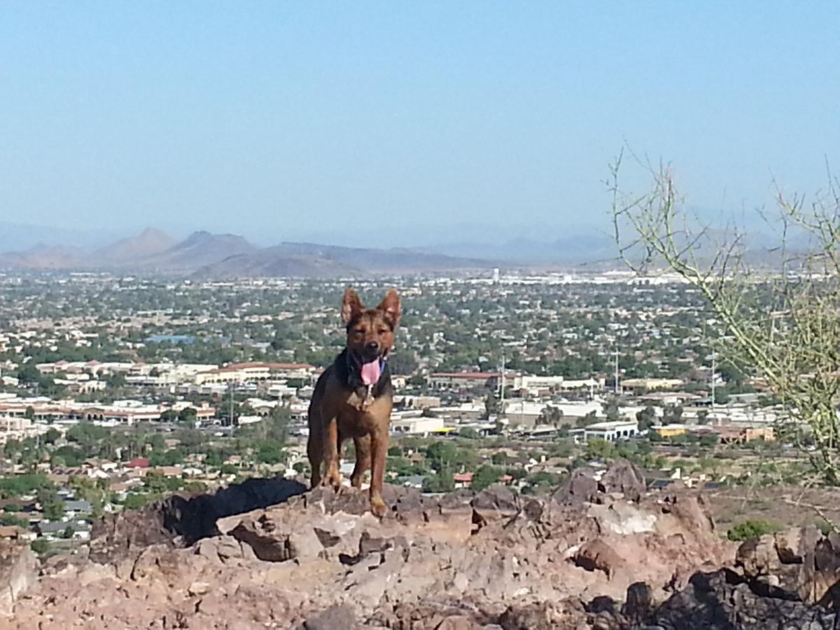 is lookout mountain dog friendly