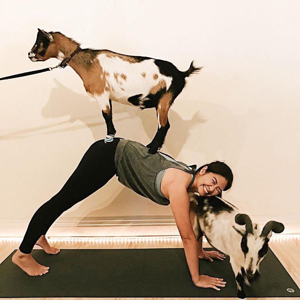 Pet Friendly Puppy Yoga at Laughing Frog Yoga