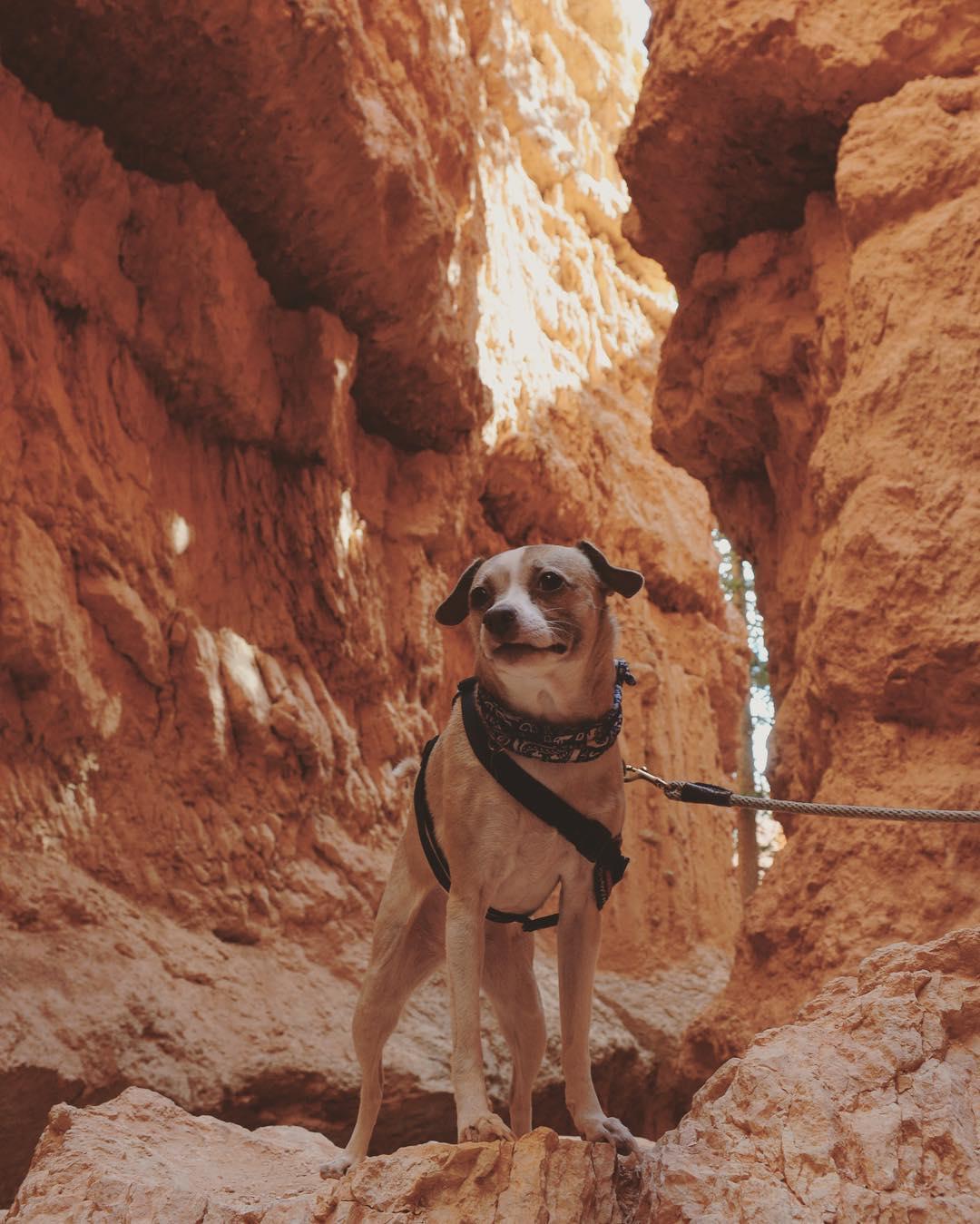 are dogs allowed in bryce national park