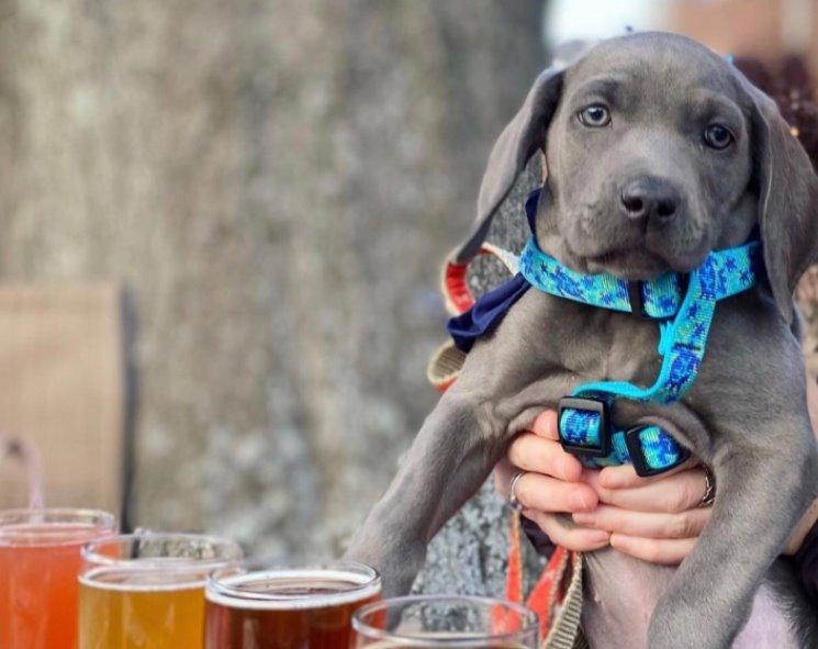 Pet Friendly Cotton House Craft Brewers