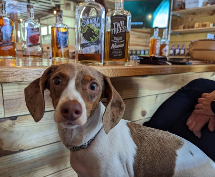 Pet Friendly Two Trees Distilling Company