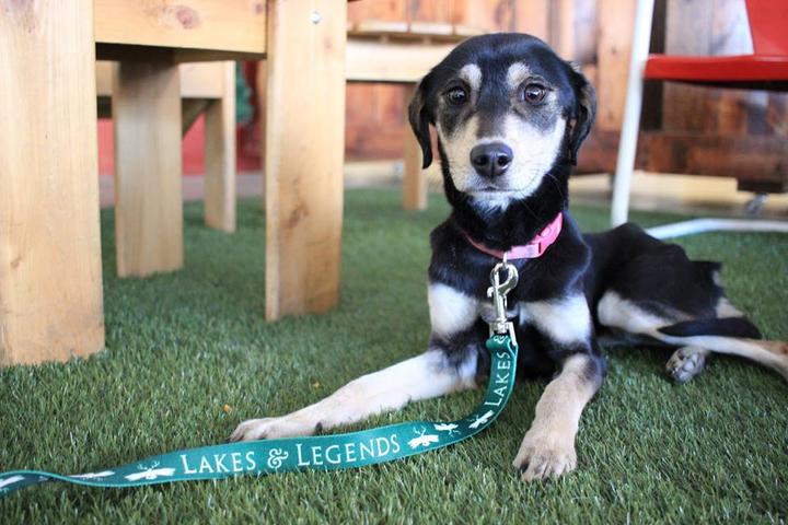 Pet Friendly Lakes & Legends Brewing Company