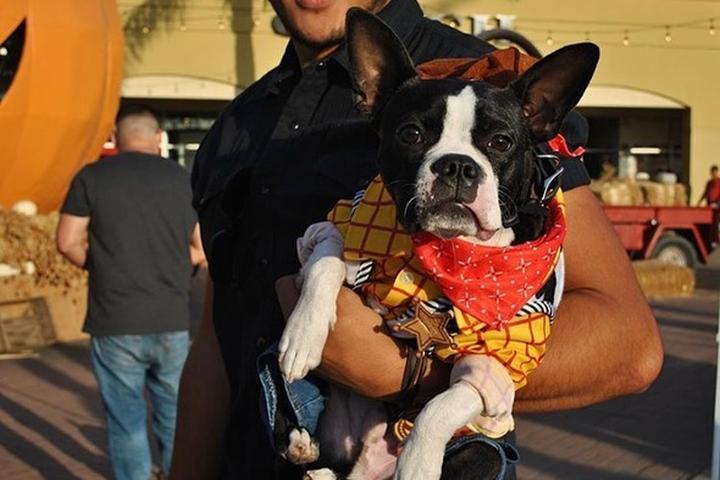 Pet Friendly Tulare Outlets