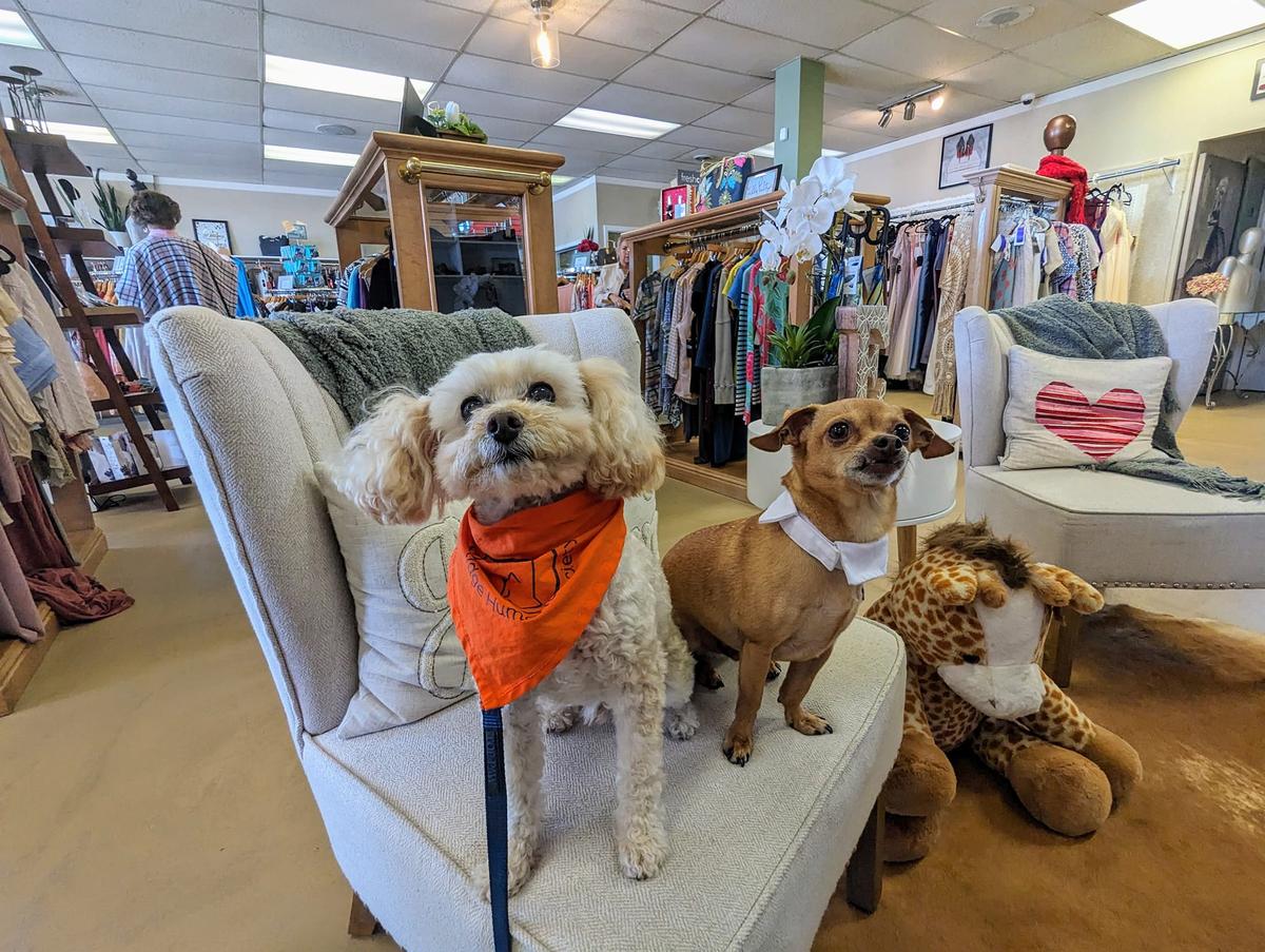 Dog Friendly Shopping in Hendersonville NC BringFido