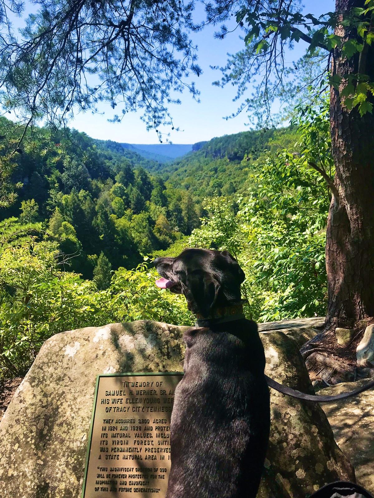 Pet Friendly Grundy Forest State Natural Area