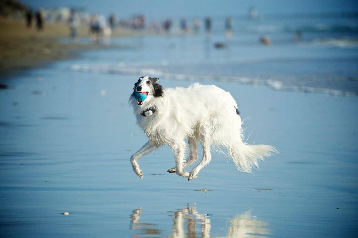 can you bring dogs to huntington beach