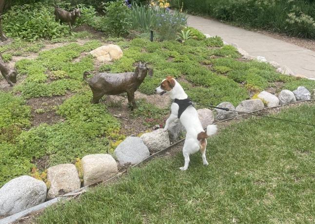 Pet Friendly Benson Sculpture Garden