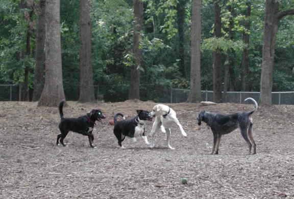 oakwood dog grooming