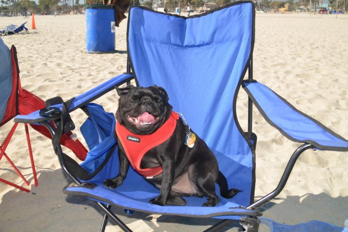 Pet Friendly Rosie's Dog Beach