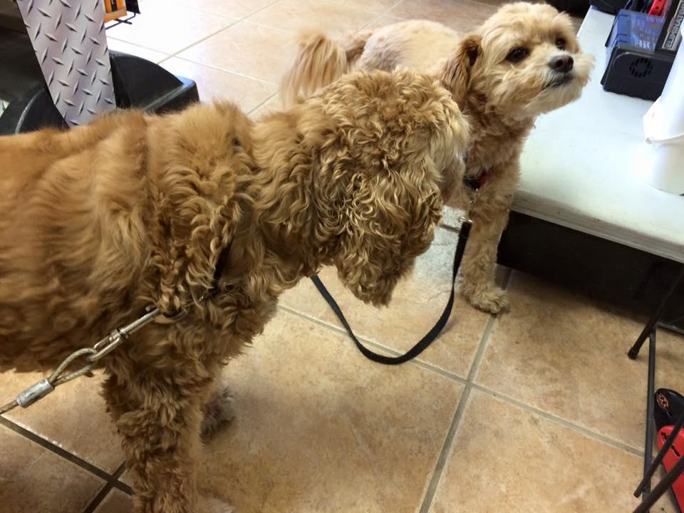 Battery Battery Sudbury