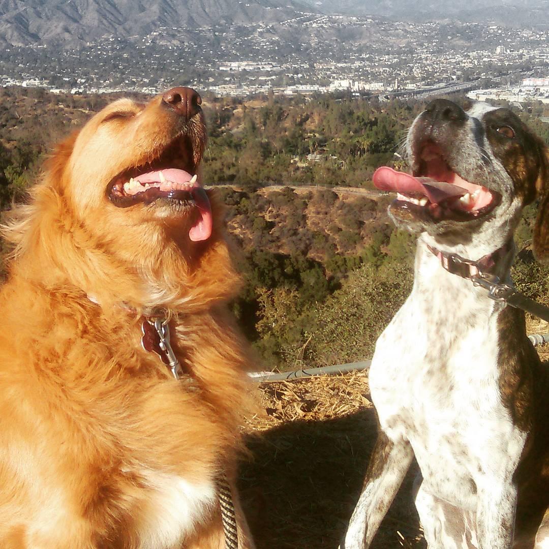 Pet Friendly Mount Chapel, Mount Bell and Mount Hollywood Trail at Griffith Park