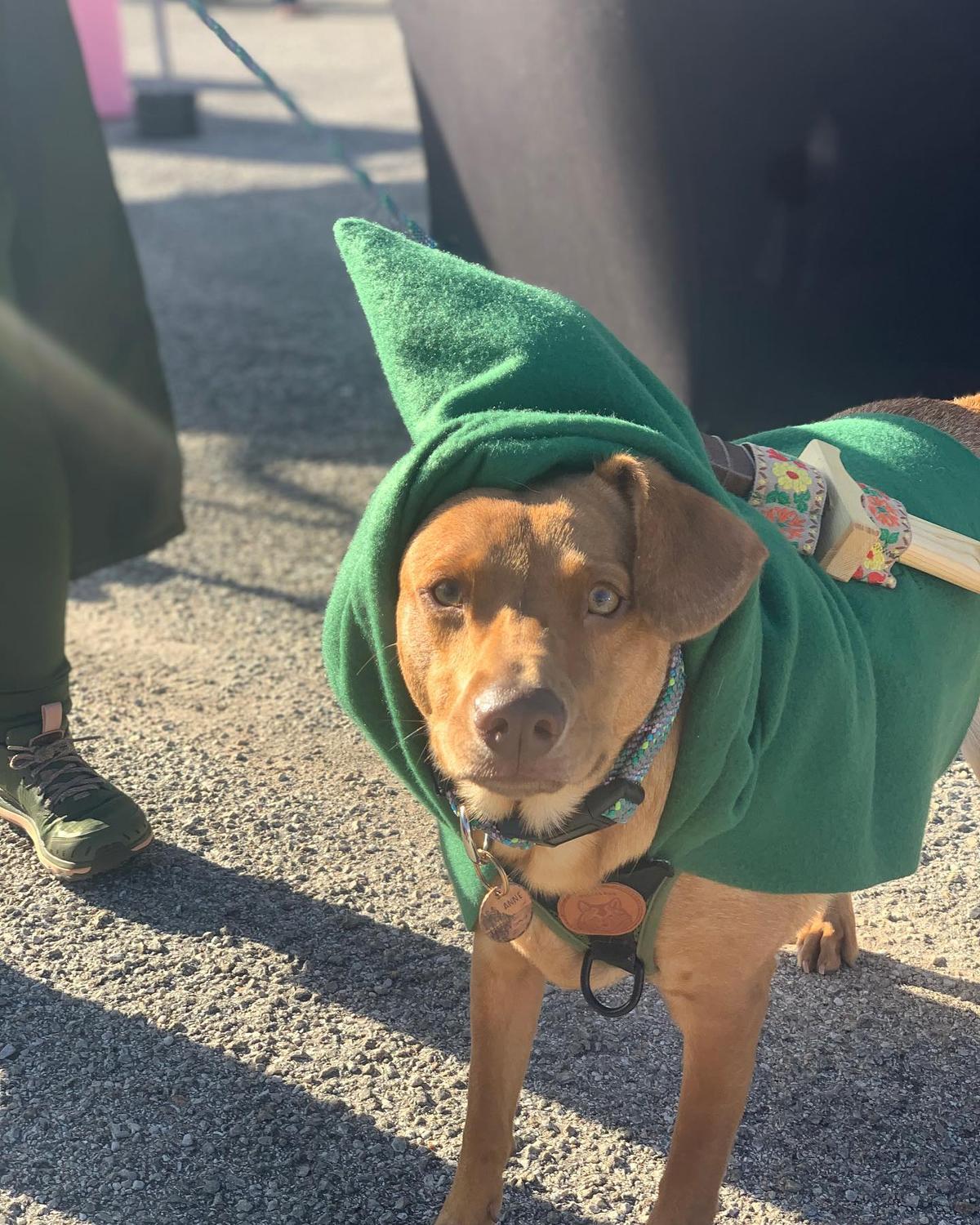 are dogs allowed in the farmers market