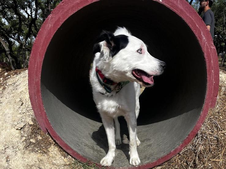 Pet Friendly Coyote Dog Park