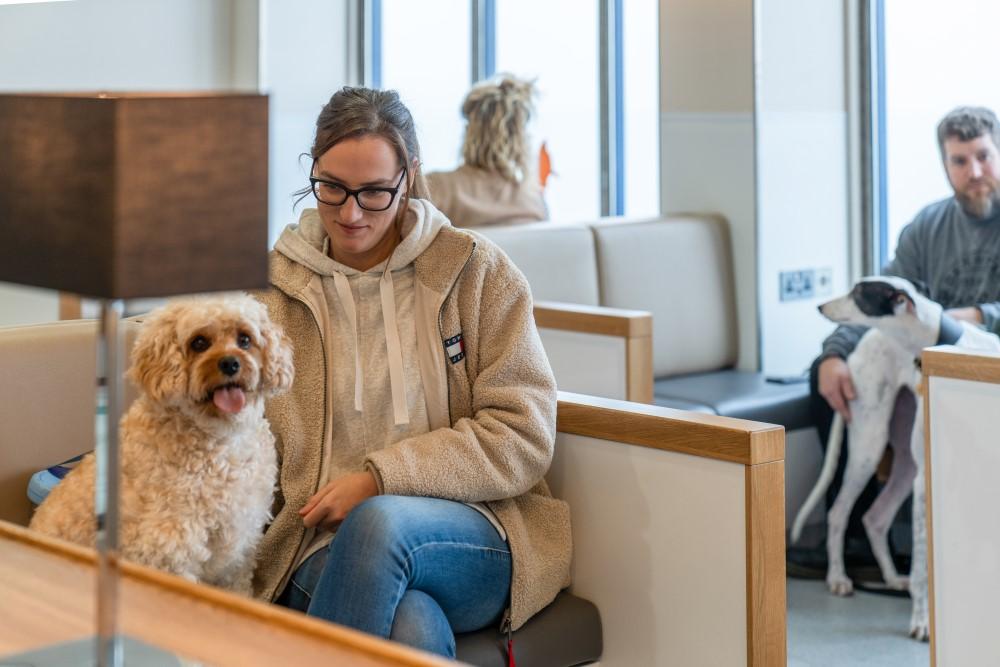 Pet Friendly P&O Ferries Calais