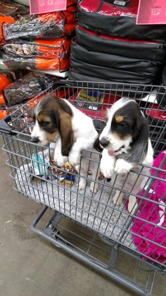 rural king dog kennel