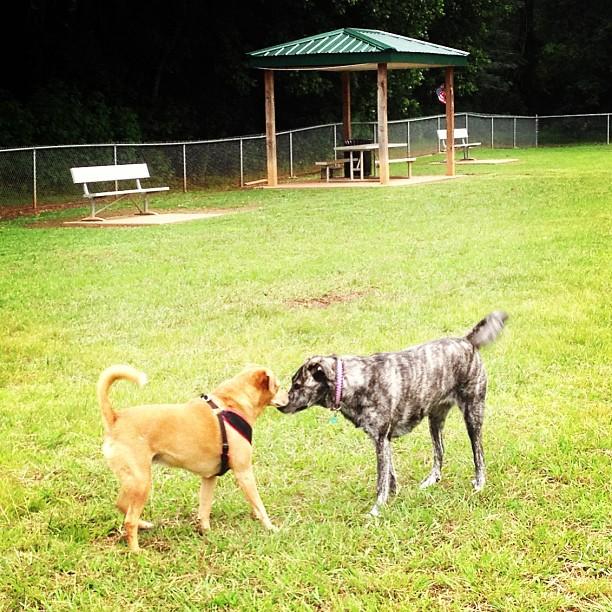 Pet Friendly Creekwood Park Dog Spot