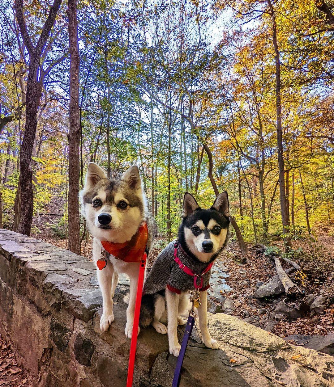 Pet Friendly South Mountain Reservation