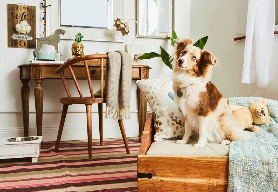 Dog Friendly Shopping In Flower Mound Tx Bringfido