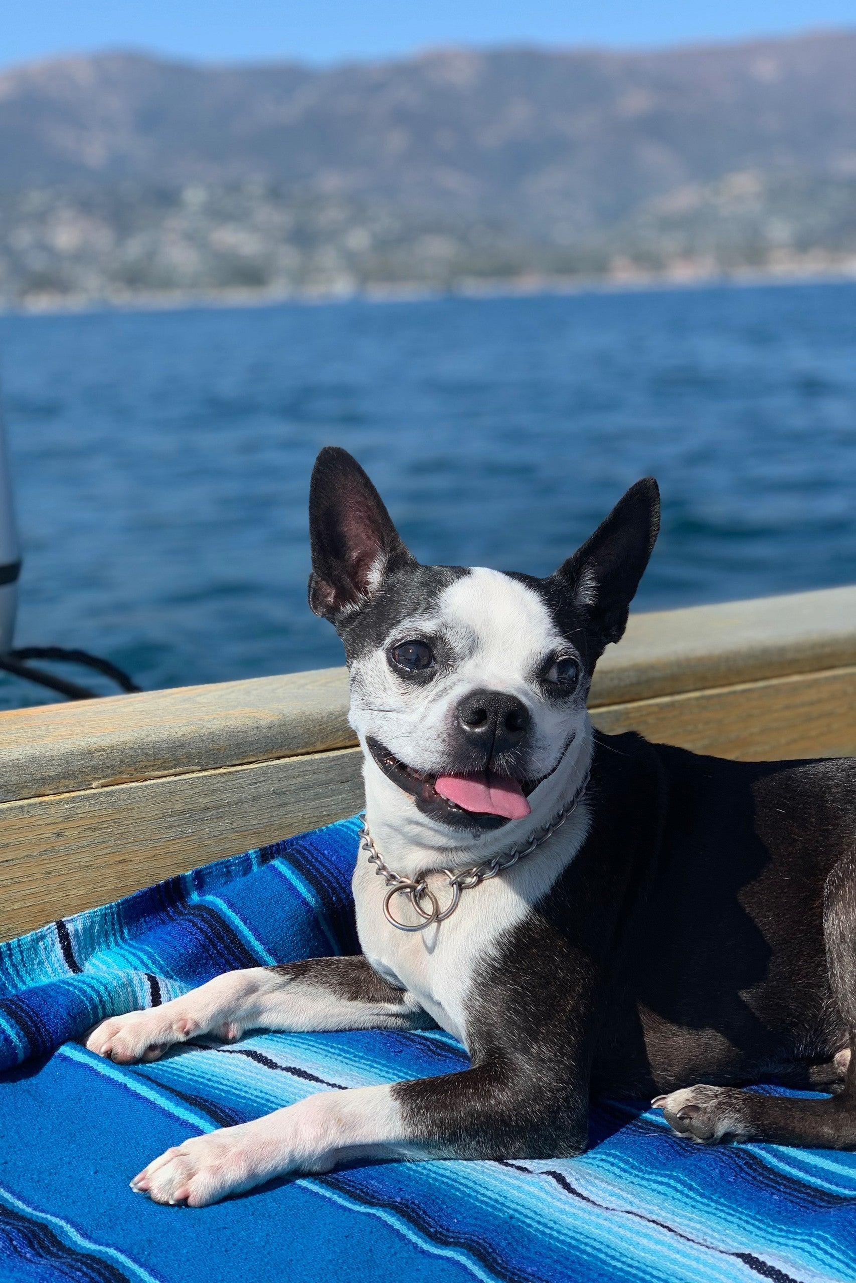 Pet Friendly Private Coastal Cruise with Dolphins