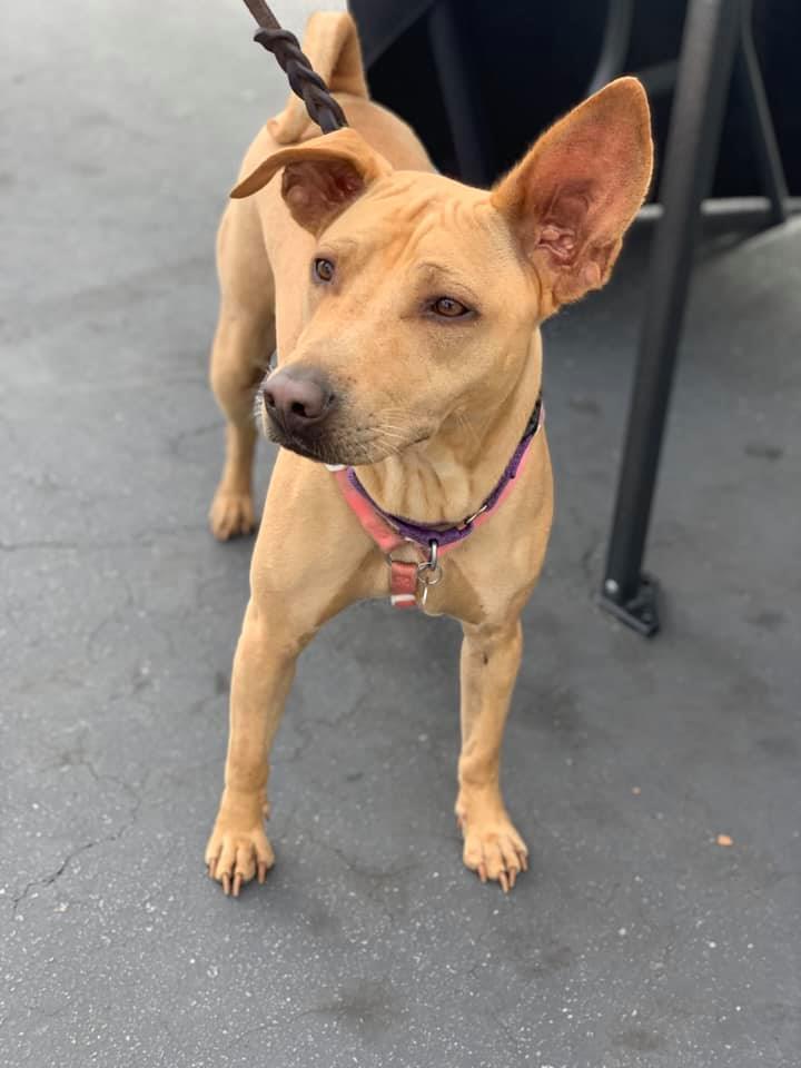 Dog friendly best sale shopping near me