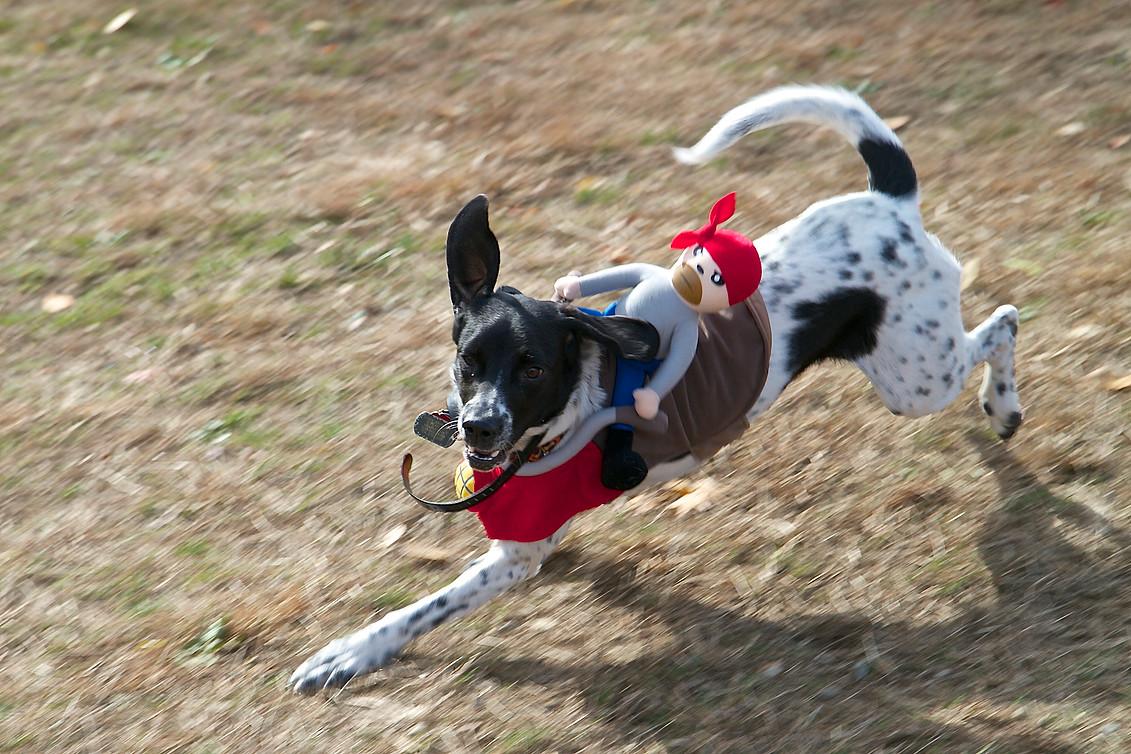 bark collar city farmers