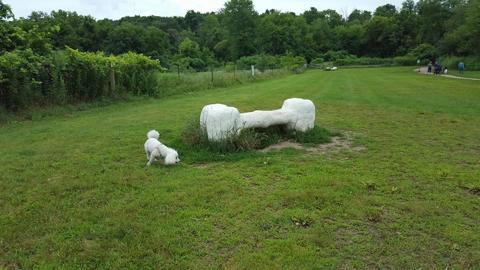 aylmer off leash dog park